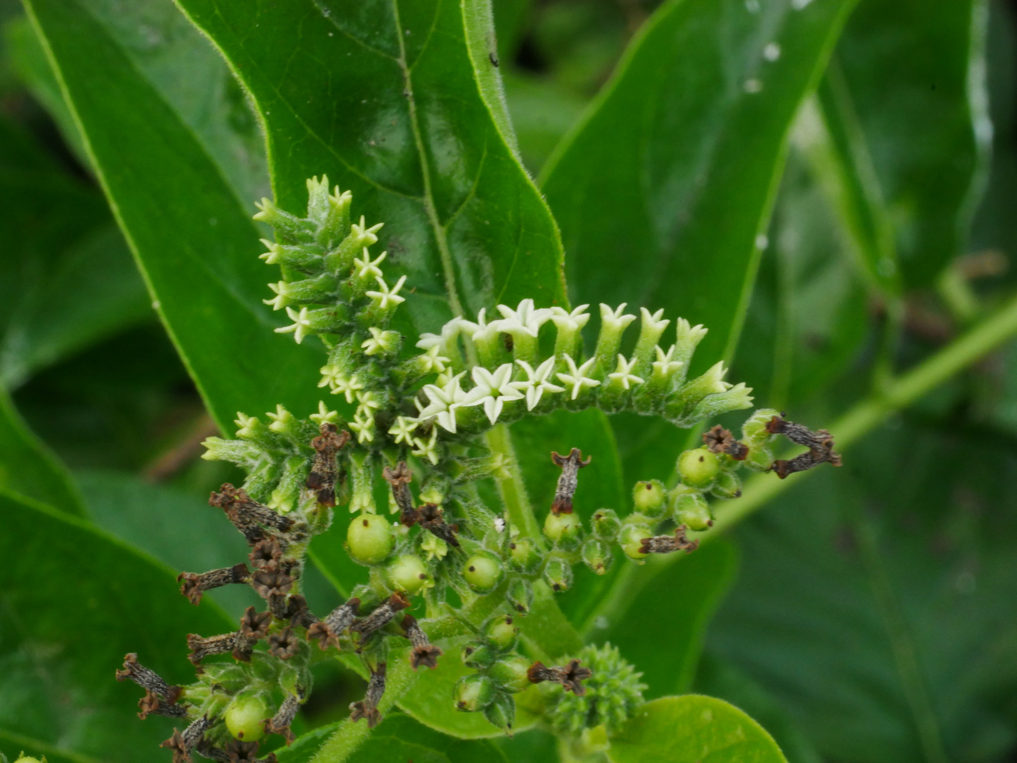 Heliotropium sp.